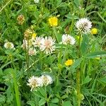 Trifolium montanum Hábito