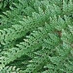 Polystichum setiferum Φύλλο