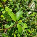 Frangula alnus Blatt