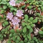 Limonium minutum Fiore