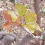 Heteromorpha arborescens Folha