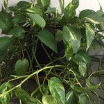 Epipremnum aureum Hoja
