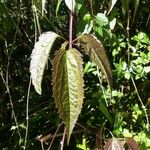 Clematis mauritiana Leaf