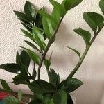 Zamioculcas zamiifolia ᱥᱟᱠᱟᱢ