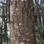 Nothofagus alpina Corteza