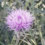 Carduus nigrescens Flower