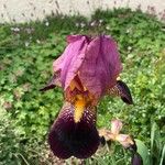 Iris × germanica Λουλούδι