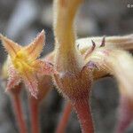 Orobanche fasciculata Flor