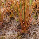 Drosera filiformis Φύλλο