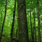 Carya cordiformis Bark