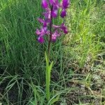 Anacamptis laxiflora Flower