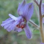 Delphinium staphisagria Цвят