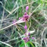 Allium carinatum ফুল