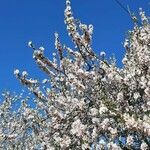 Prunus dulcis Virág