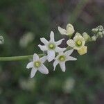 Marah macrocarpa ফুল