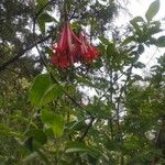 Bouvardia ternifolia Blodyn