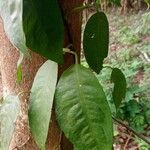 Culcasia angolensis Hoja