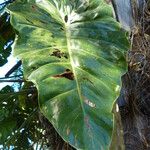 Philodendron giganteum Leaf