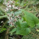 Eurybia macrophylla Staniste