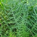 Cynara humilis Blad