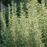 Artemisia pontica 葉