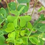 Oxalis fontana Blad