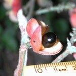 Cupania rufescens Fruit