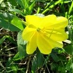 Oenothera biennis花