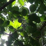 Ficus nymphaeifolia List
