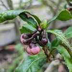 Camellia sinensis その他の提案