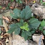 Girardinia diversifolia Jani