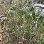 Achillea roseo-alba برگ