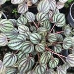 Peperomia albovittata ᱥᱟᱠᱟᱢ