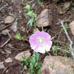 Malva punctata फूल