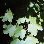 Acer opalus Лист