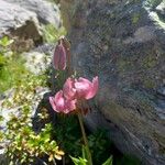 Lilium martagon Flower