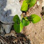 Aristolochia pallida Levél