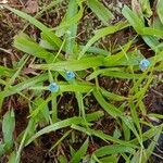 Commelina diffusa Характер