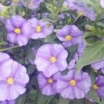 Solanum umbelliferum Květ