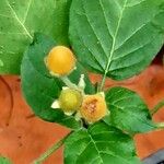 Solanum abutiloides Fruit