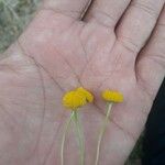 Tripleurospermum disciforme Цветок
