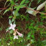 Abelia grandifolia Flower