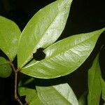 Cynometra retusa Hoja