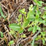 Psilotrichum elliotii Leaf