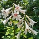 Cardiocrinum giganteum Květ