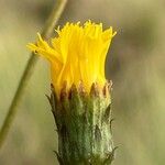 Hieracium umbellatum Žiedas