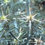 Centaurea calcitrapa Blomma