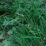 Melica uniflora Çiçek