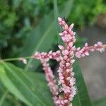 Persicaria glabra 花