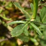 Barbarea intermedia Leaf